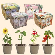 새싹키우기 해바라기 강낭콩 봉선화 방울토마토 재배 화분키트 모종 기르기 원예체험 자연관찰탐구학습생활