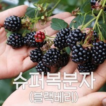 슈퍼 복분자 블랙베리 2022년 햇 수확 냉동발송, 1box, [상품]5kg 벌크포장