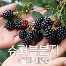 슈퍼 복분자 블랙베리 2022년 햇 수확 냉동발송, 1box, [특품]5kg 트레이포장