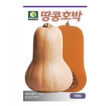 땅콩호박 10립-D