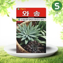솔림텃밭몰 와송씨앗 5000립 와송 5대 항암식물 아토피 고혈압, 단품