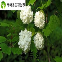 불두화나무 불두화나무묘목 꽃나무 울타리용나무, 1개