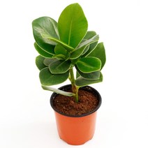 실내공기정화식물 120종 꽃 화분 미세먼지제거 아레카야자 해피트리 금전수, 모종포트, 크루시아, 1개