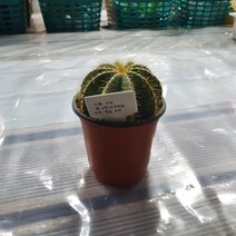 나인에잇틴 10~25cm 수박선인장 소품 25 다육식물 다육이, 1개
