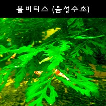 [수초아쿠아] 볼비티스 초보수초 인기수초 구피 새우 은신처 어항수초 수초맛집 득템수초, 1잎