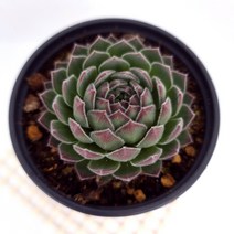 바위솔 다육이 노지 월동 다육식물130, 단품