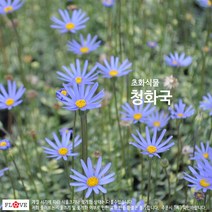 청화국