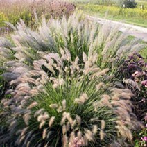 씨앗/수크령 : 30g Q1350