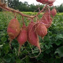 [KT알파쇼핑]갑봉이네 해남 꿀 밤 고구마 3kg 한입(20g~50g)