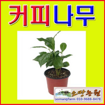 (D소망) 커피나무모종(포트) 3개 커피나무화분