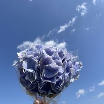(하나플란츠) 생화 수국 1단 생화직송 꽃배달 꽃 농장직송 (도착예정일은 따로 문의), 수국블루계열
