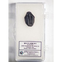 고생대 표준화석 엘라시아 삼엽충 화석(크기별 선택), 크기 15~25mm