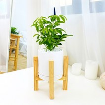 앙플랜트 우드스탠드 소품 공기정화식물 set, 홍콩야자소품/플라스틱 기본 포트