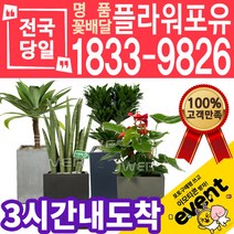 실내공기정화식물 식당 개업축하선물 미세먼지 공기청정 키우기쉬운식물 플랜테리어 아레카야자 안시리움 몬스테라 고무나무 선물용 고급승진화분, (선택86)가지마루팬다분재