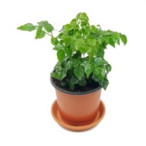 해피트리 공기정화식물 허브 식물 꽃 화분