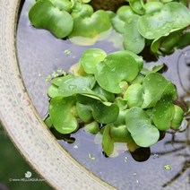 헬로아쿠아 모음)부상수초 물꼿이식물 수족관 어항장식용 수족관꾸미기, 3번) 부레옥잠 3포기