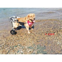 애완동물 용품 개 휠체어 고양이 애완 자동차 작은 뒷다리 보조기, G. XL-거들