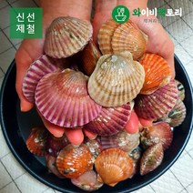 [당일조업]남해 고흥산 홍가리비 3kg