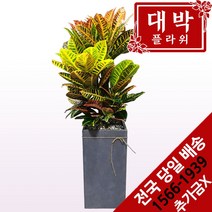 대박플라워 크로톤 개업선물 집들이화분 인테리어 공기정화식물 관엽식물 꽃배달