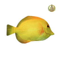 라이브잇 피쉬앤팬시 물고기 필통, 12개, 옐로탱.