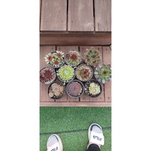 팅커벨 바위솔10개(능견 귄견 백두산 플라밍고 몽고 피핀 솜털 솔방울 거미줄 쥬얼리바위솔)