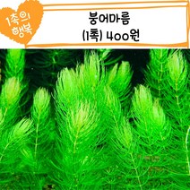 [물멍초] 한 촉의 행복 시리즈! 소일에서도 흑사에서도 너무 잘자라는 붕어마름 1촉