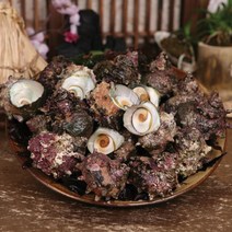 [완도3대 영진수산] 자연산 완도 뿔소라 2kg - 산지직송