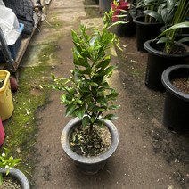 [광합성] 한라봉 중, 1개