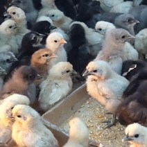 강원고성 자연방사 청란 (부화전용) 병아리부화 부화계란 유정란 산란용 청계란 (난각1번), 20구