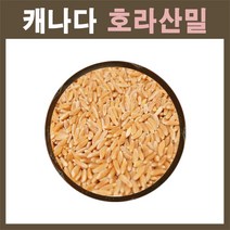 The큰나무 (3일특가) 캐나다산 호라산밀 10kg(1kgx10팩) 호라산 밀 수입사 직판 착한 탄수화물, 10개