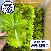 < 승 재 농 산 > 적상추 가성비 쌈채소 2kg내외 4kg내외, 4kg내외(2박스), 2개” class=”wr-img”></a></div></p></div></p></div></p></div><div class=