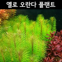 [수초아쿠아] 옐로 오란다 플랜트 / 구피 물고기 새우 초보 수초 어항, 3촉