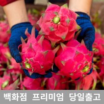 가락청과네 용과 3.5kg 선물 과일 열대과일 과일, 쿠팡 1, 쿠팡 본상품선택