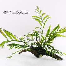 [천삼백케이] [미미네아쿠아] 미미네플랜츠 볼비티스 5벌브, 단품