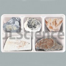 (초등4학년1학기)여러가지 화석 표본(5종세트) (KSIC-10174)
