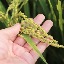 소화농장 햅쌀 2022년 백미 현미 찰현미 찹쌀 혼합칠곡미, 혼합칠곡미2kg