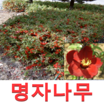(성실G)명자나무묘목(키100센치) 5그루, 1개