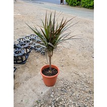 40~60cm 89 블랙마지나타 중품