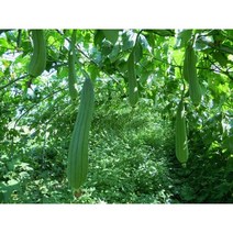 수세미씨앗 /500g/수세미열매씨앗/수세미 국내채종종자 wj99