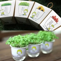 현hmsupre_화분키우기 미니 화초 텃밭 만들기 새싹기르기 식물재배 키우기 재배용♥rebirth, ♥rebirth마마의 허브(바질)