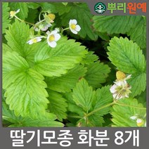 WJ 딸기모종 설향 화분형 10cm분 5개 뿌리원예