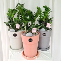 플라워석 보석금전수 55cm 돈나무 개업선물추천 우레탄화분 예쁜화분 키우기쉬운 보석 금전수 공기정화 반려식물 선물강추, 그레이화분
