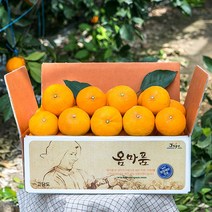 [옴마품]특고당도 제주 천혜향 4.5kg소과 꼬마-가정용특가