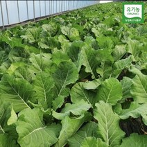 (유기농) 친환경 즙용 케일 1kg (즙케일), 유기농/즙케일 1kg, 1개