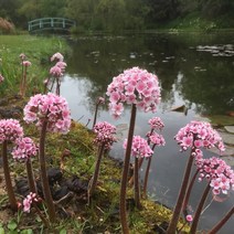 다르메라 펠타타(Darmera peltata) -1포트(15cm)대형종 분홍 돌단풍