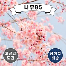 (나무85) 벚나무 6종, 6.겹벚 R3 내외 분, 1개