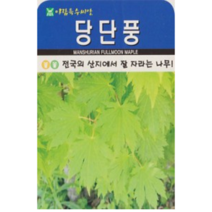 잘 자라는 당단풍나무 씨앗(100립)(A0583), 1개