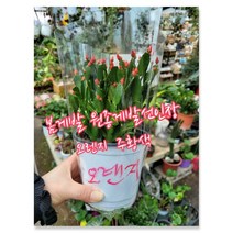 게발선인장 원종 봄게발선인장 오렌지 주황 22 10 31 제입고 특랜덤 공기정화식물/미세먼지/공기정화효과 공기정화식물