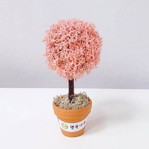 [스마일컴퍼니] 스칸디아모스 이끼 화분 실내 공기정화식물 행복나무모스(소), 1개, 행복나무모스(소)_핑크