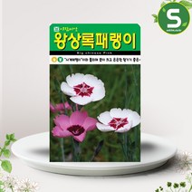 솔림텃밭몰 왕상록패랭이꽃씨앗 500립 왕상록패랭이꽃 꽃씨앗, 단품